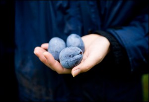 Image of Edible Fruit in Hand_Resources