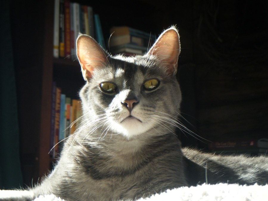 Picture of a cat in front of a book shelf. 